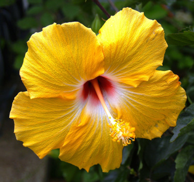 greenhousestore Hibiscus Plant(Hybrid, Pack of 1)