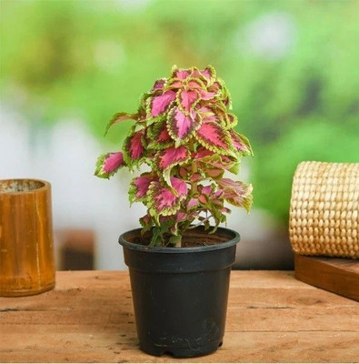SKDIYA Coleus Plant(Hybrid, Pack of 1)