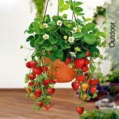Agacha Strawberry Plant(Hybrid, Pack of 1)