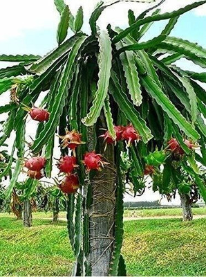 Yashiv Lily Plant(Hybrid, Pack of 1)