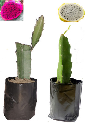 SKDIYA Dragon Tree(Hybrid, Pack of 2)