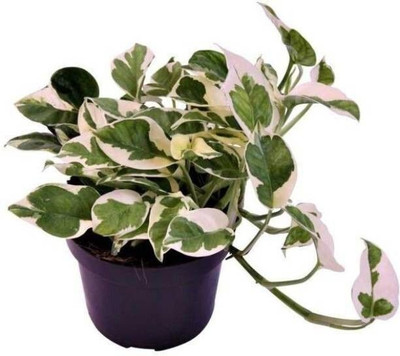 Bakuchi Money Plant(Hybrid, Pack of 1)