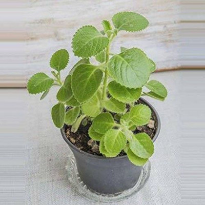 Narumanam Ajwain Plant(Hybrid, Pack of 1)