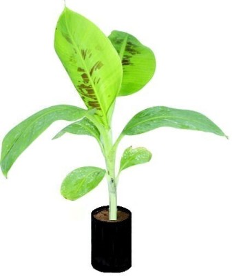 PlantShops Banana Plant(Hybrid, Pack of 1)