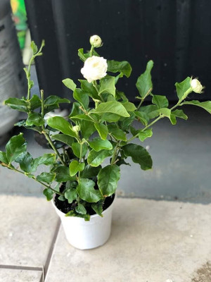 Narumanam Jasmine Plant(Hybrid, Pack of 1)