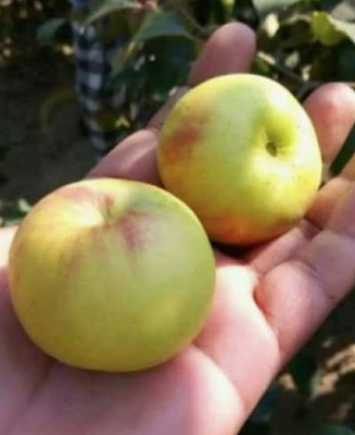 AFARTIOBINA Ber Apple Plant(Hybrid, Pack of 1)