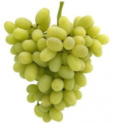 Bakuchi Grapes Plant(Hybrid, Pack of 1)