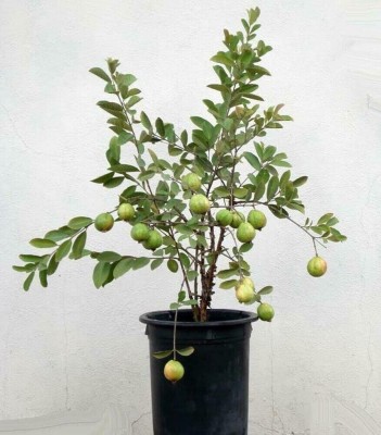 AloGardening Guava Plant(Hybrid, Pack of 1)