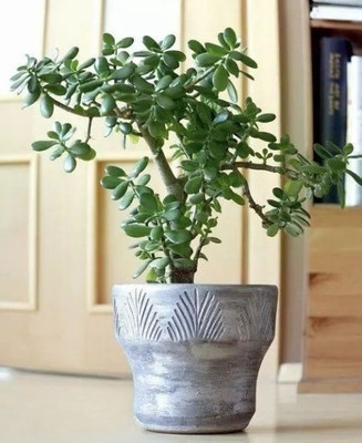 Yashiv Jade Plant(Hybrid, Pack of 1)