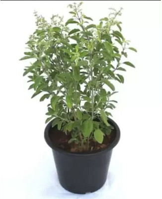 PB EVERGREEN Tulsi Plant(Hybrid, Pack of 1)