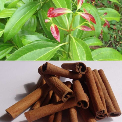 PETALFLEUR Cinnamon Plant(Hybrid, Pack of 1)