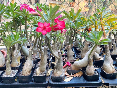 KUMUBON Adenium Plant(Hybrid, Pack of 1)
