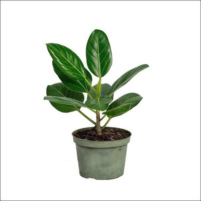 greenhousestore ZZ Plant(Hybrid, Pack of 1)