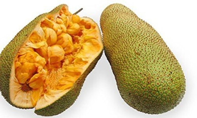 the green dotcom Jackfruit Plant(Hybrid, Pack of 1)