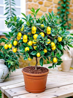AFARTIOBINA Lemon Plant(Hybrid, Pack of 1)