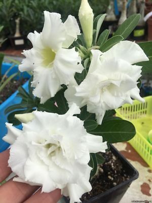 Bakuchi Adenium Plant(Hybrid, Pack of 1)