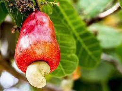 Narumanam Cashew Apple Plant(Hybrid, Pack of 1)