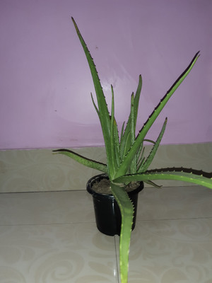 rimi China Palm Plant(Hybrid, Pack of 1)