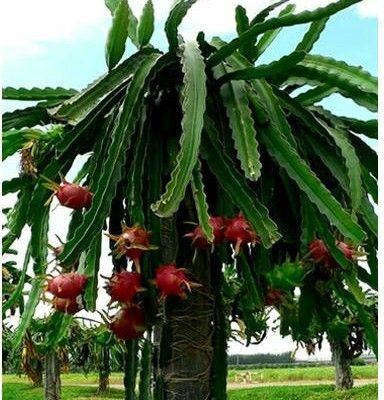 Bakuchi Dragon Tree(Hybrid, Pack of 1)