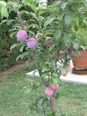 Cloud Farm Aloo Bukhara/Plum Plant(Hybrid, Pack of 1)