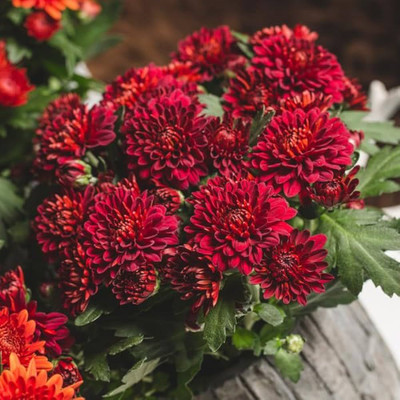 ibains Ugaoo chrysanthemum seeds Seed(13 per packet)
