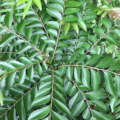 AloGardening Curry Leaf Plant(Hybrid, Pack of 1)