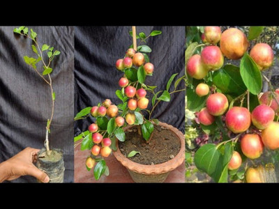 the green dotcom Ber Apple Plant(Hybrid, Pack of 1)