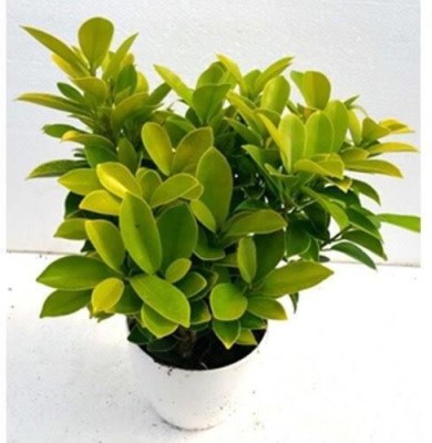 Agacha Ficus Plant(Hybrid, Pack of 1)