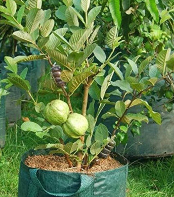 Ukanda Guava Plant(Hybrid, Pack of 1)