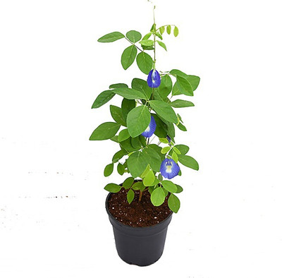 GreenyOn Aparajita/ Butterfly Pea Plant(Hybrid, Pack of 1)