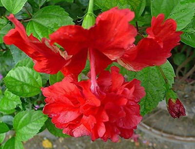 Tigress Hibiscus Plant(Hybrid, Pack of 1)