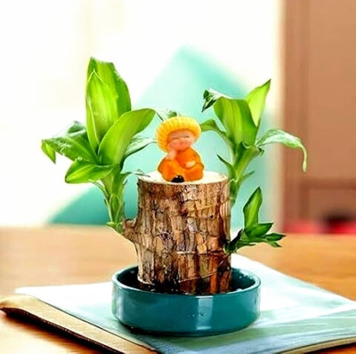 RADHE SALES Mini Brazalian wood(Pack of 1)
