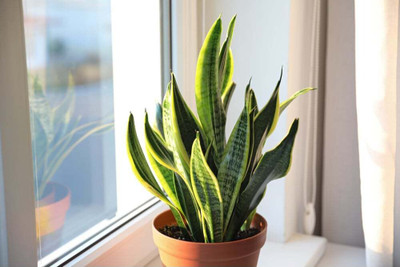 NurseryFriends Snake Plant(Hybrid, Pack of 1)