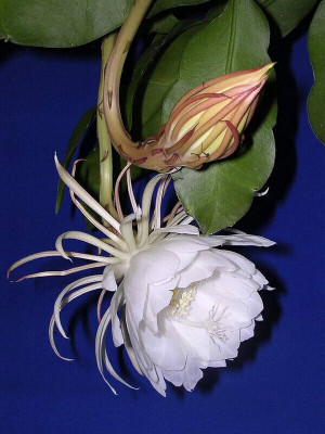 MONDALPALANT Brahma Kamal Plant(Hybrid, Pack of 1)