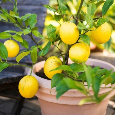 MAITRA AND SONS Lemon Plant(Hybrid, Pack of 1)