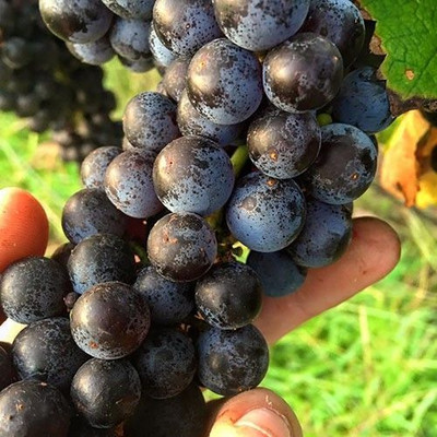 Bakuchi Grapes Plant(Hybrid, Pack of 1)