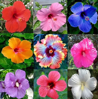 greenhousestore Hibiscus Plant(Hybrid, Pack of 1)