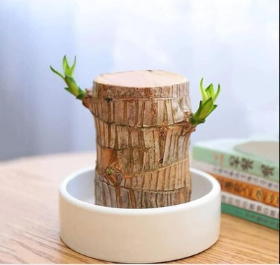 RADHE SALES Mini Brazalian wood(Pack of 1)