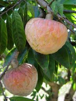 HERBALISM Annona Reticulata/Bullock's Heart Plant(Pack of 1)