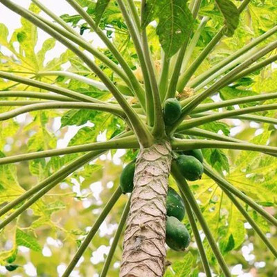 MAMONI TRADERS Hybrid Papaya,papaya,pepe Seed(50 per packet)
