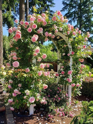 CRGO ROSE , GULAAB Seed(40 per packet)