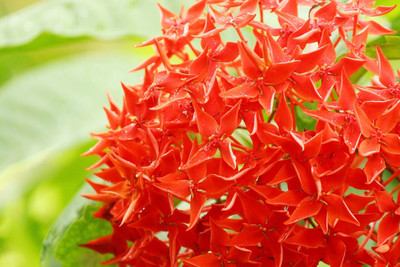 KUMUBON Trothic Ixora/Chethi Plant(Hybrid, Pack of 1)