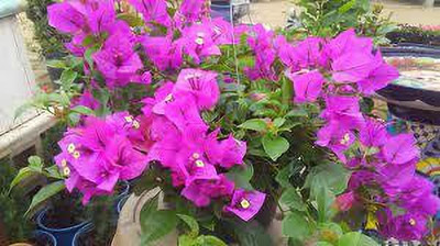Bakuchi Bougainvillea Plant(Hybrid, Pack of 1)