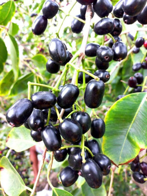 MAITRA AND SONS Java Plum Plant(Hybrid, Pack of 1)
