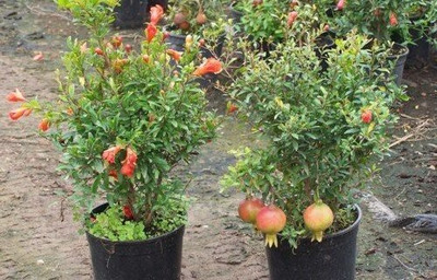 Cloud Farm Pomegranate Plant(Hybrid, Pack of 1)