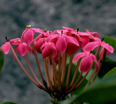 Narumanam Trothic Ixora/Chethi Plant(Hybrid, Pack of 1)