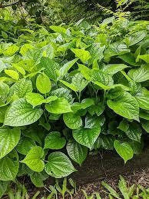 rimi Betel Leaf Plant(Hybrid, Pack of 1)