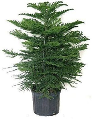 Oxygreenplant Christmas Tree Plant(Hybrid, Pack of 1)