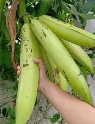 greenhousestore Banana Plant(Hybrid, Pack of 1)