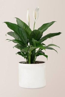 Bakuchi Peace Lily Plant(Hybrid, Pack of 1)